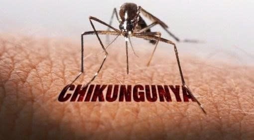 Cảnh báo khẩn nguy cơ bệnh Chikungunya xâm nhập Việt Nam Cảnh báo khẩn nguy cơ bệnh Chikungunya xâm nhập Việt Nam