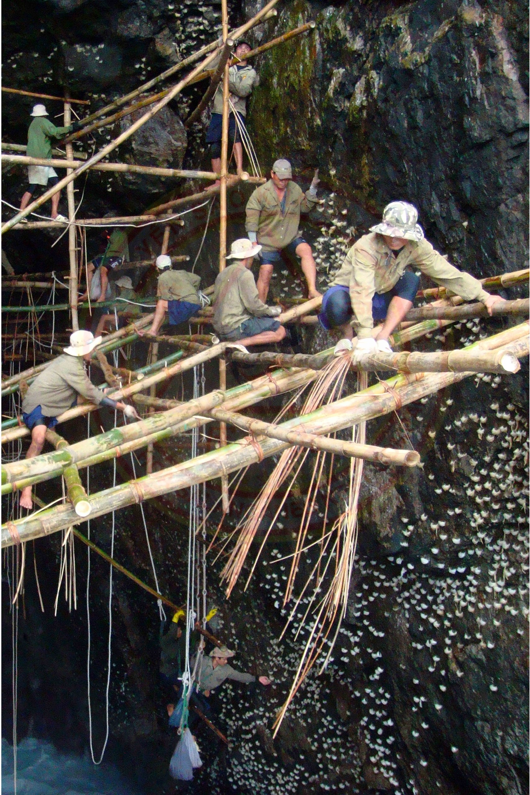 Cùng chung tay bảo vệ an toàn quần thể chim yến