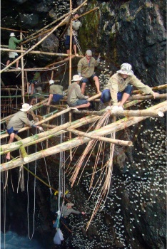 Cùng chung tay bảo vệ an toàn quần thể chim yến