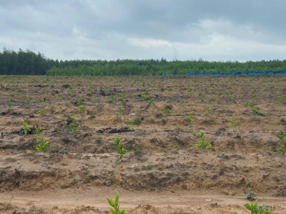 Bình Thuận: Gần 30 năm khai hoang đất rừng người dân có nguy cơ mất đất Gần 30 năm khai hoang đất rừng người dân có nguy cơ mất đất