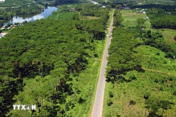 Bổ sung quy định về tạm sử dụng rừng để thi công các dự án cấp thiết