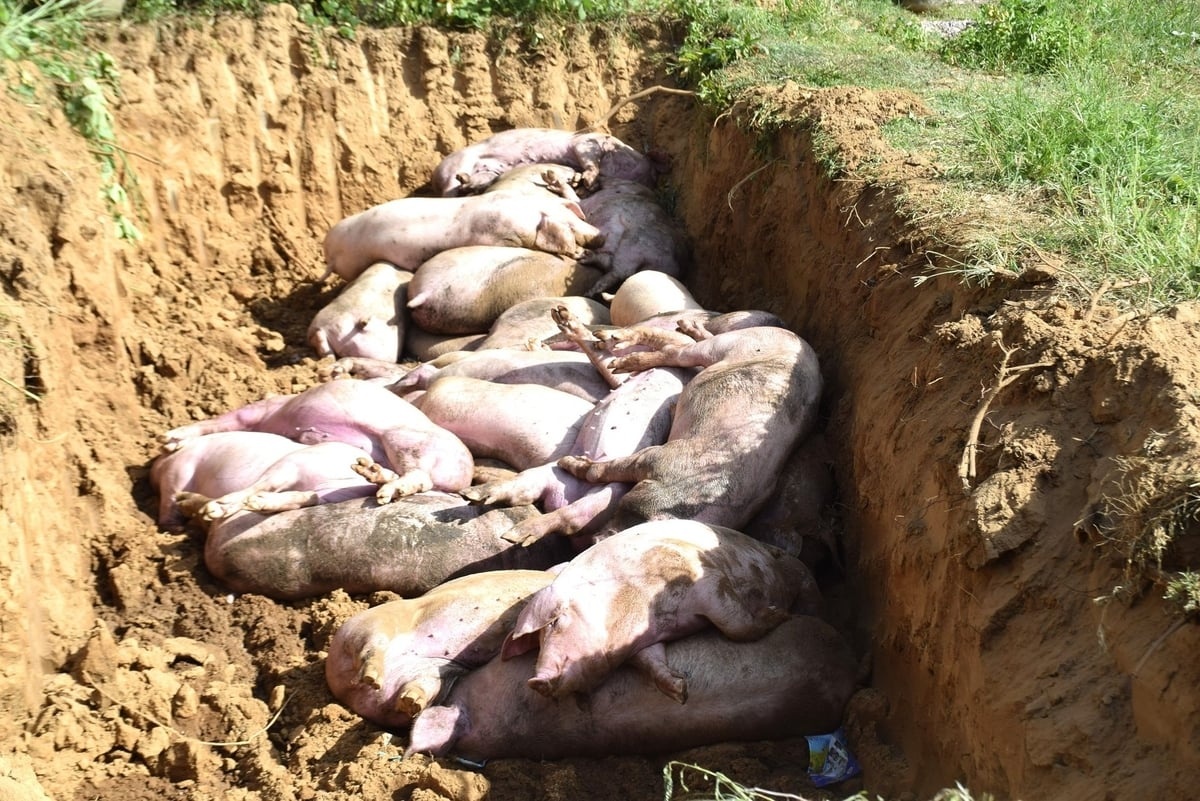 Lợn chết do dịch tả Châu Phi được đưa xuống hố để tiến hành tiêu hủy Lợn chết do dịch tả Châu Phi được đưa xuống hố để tiến hành tiêu hủy