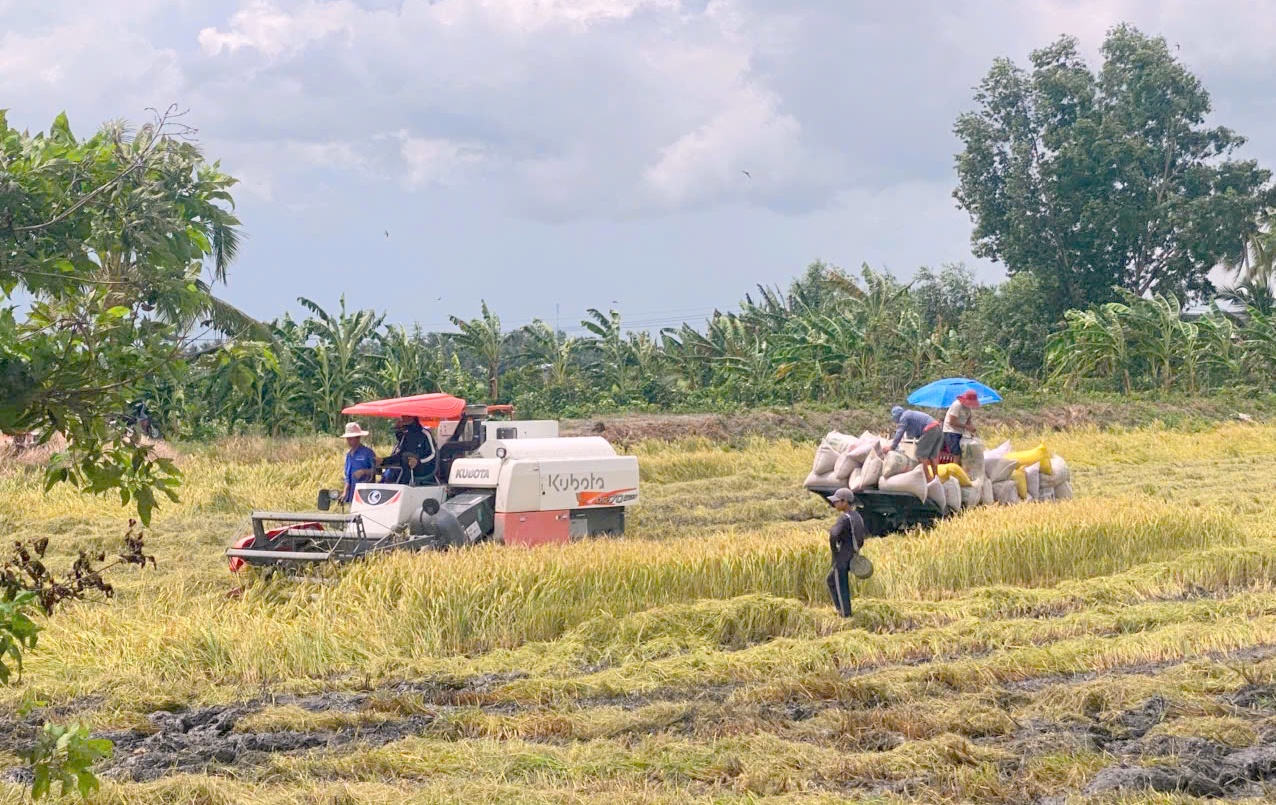 Nhân rộng mô hình sản xuất lúa giảm phát thải, thích ứng biến đổi khí hậu