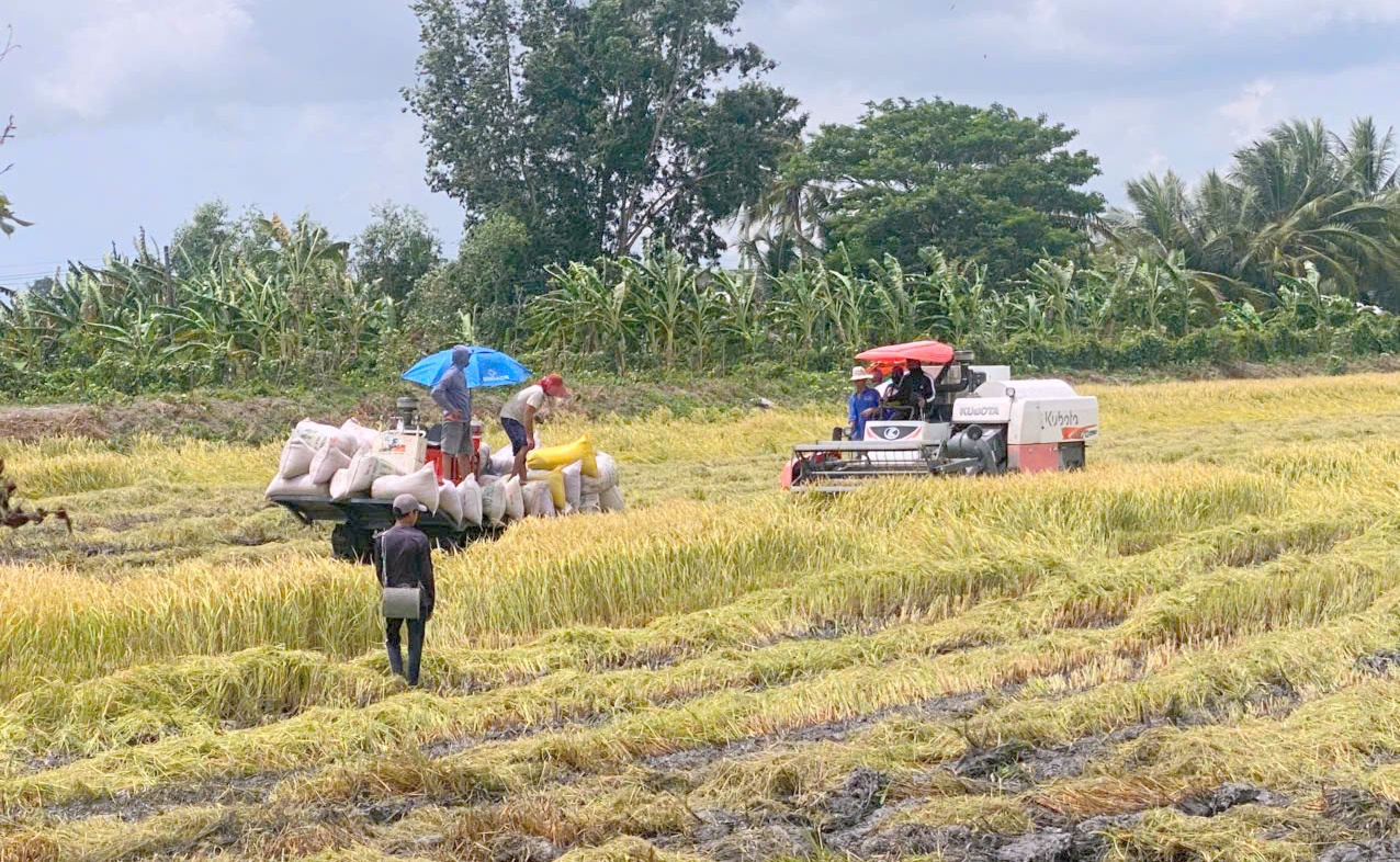Nhân rộng mô hình sản xuất lúa giảm phát thải, thích ứng biến đổi khí hậu
