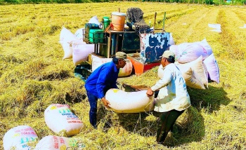 Nhân rộng mô hình sản xuất lúa giảm phát thải, thích ứng biến đổi khí hậu