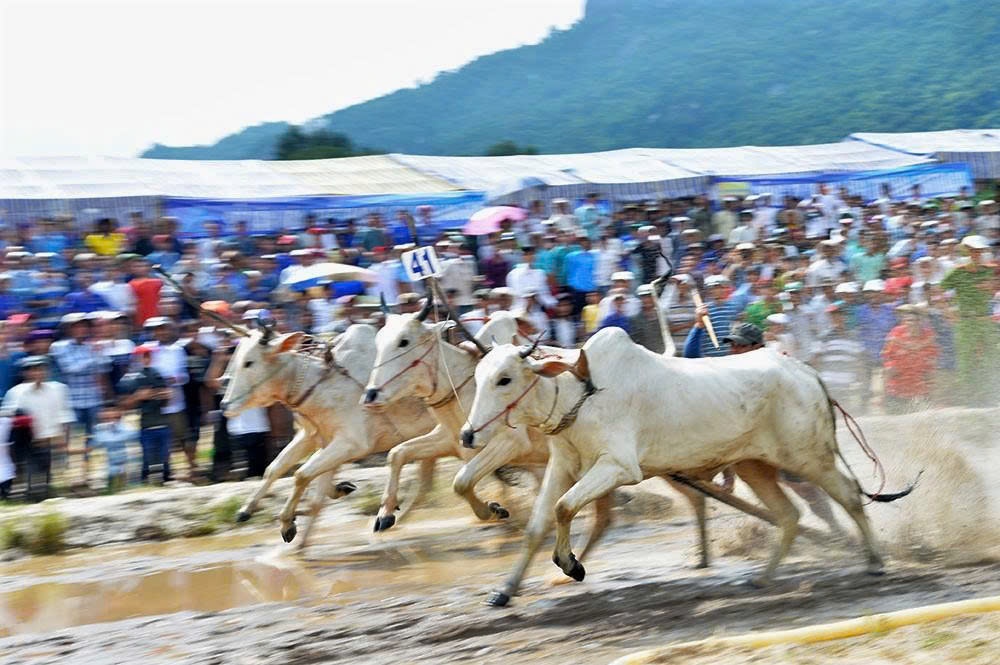 Hội Đua bò Bảy Núi tỉnh An Giang năm 2025