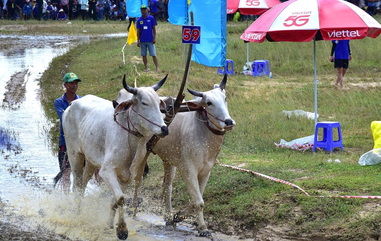 An Giang: Quyết liệt, kịch tính Hội đua bò Bảy Núi lần thứ 30