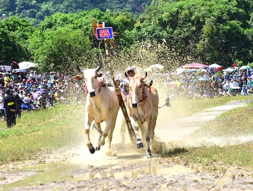 An Giang: Quyết liệt, kịch tính Hội đua bò Bảy Núi lần thứ 30