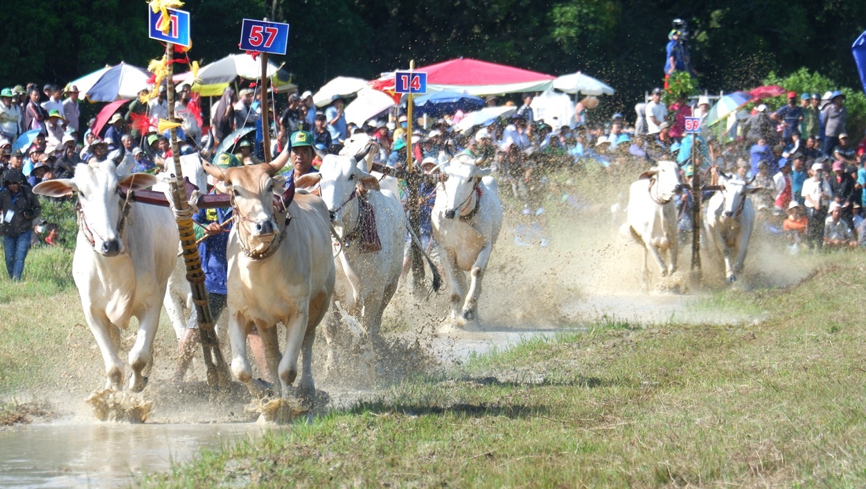 An Giang: Quyết liệt, kịch tính Hội đua bò Bảy Núi lần thứ 30