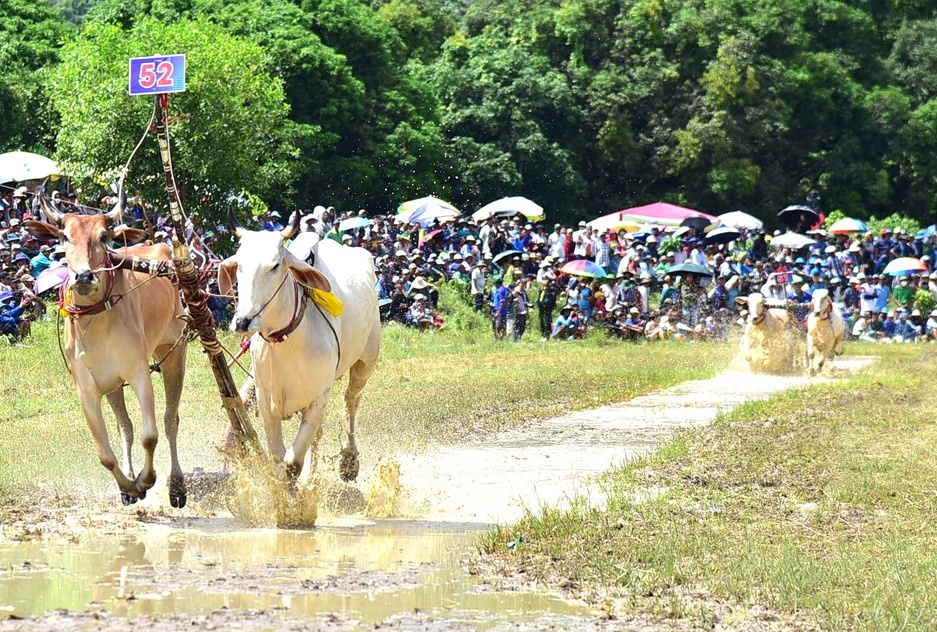 An Giang: Quyết liệt, kịch tính Hội đua bò Bảy Núi lần thứ 30