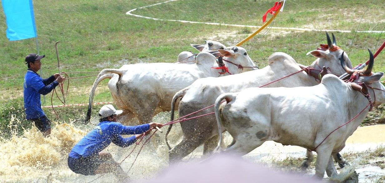 An Giang: Quyết liệt, kịch tính Hội đua bò Bảy Núi lần thứ 30