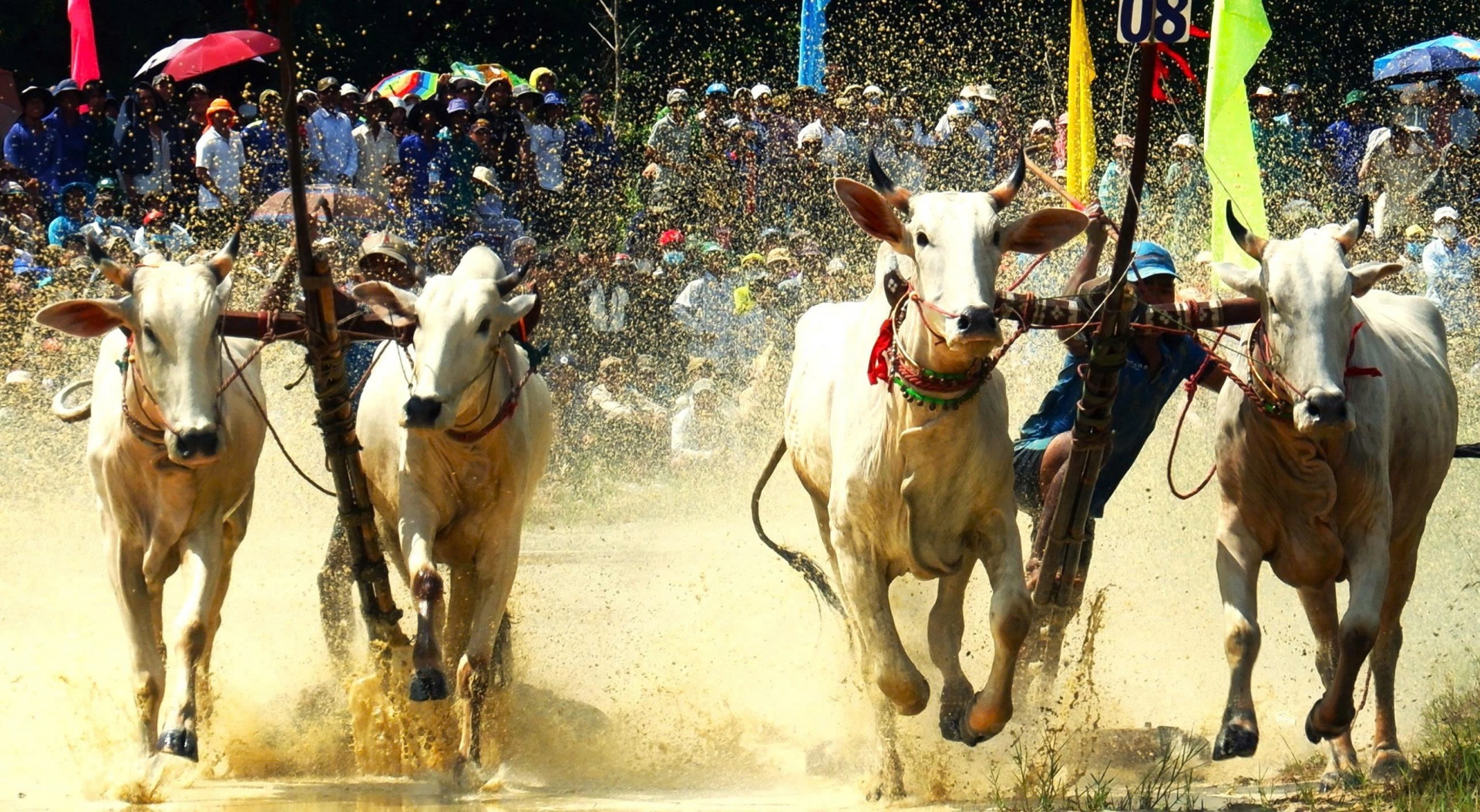 An Giang: Quyết liệt, kịch tính Hội đua bò Bảy Núi lần thứ 30