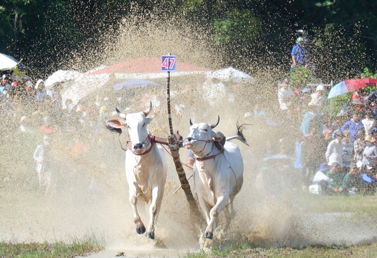 An Giang: Quyết liệt, kịch tính Hội đua bò Bảy Núi lần thứ 30