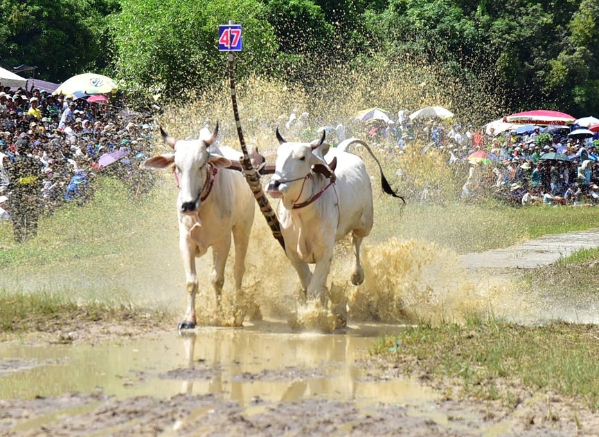 An Giang: Quyết liệt, kịch tính Hội đua bò Bảy Núi lần thứ 30