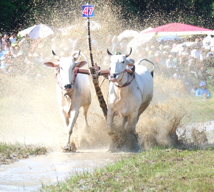 An Giang: Quyết liệt, kịch tính Hội đua bò Bảy Núi lần thứ 30