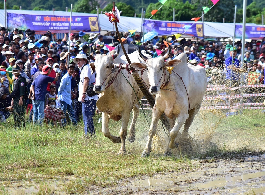 An Giang: Quyết liệt, kịch tính Hội đua bò Bảy Núi lần thứ 30
