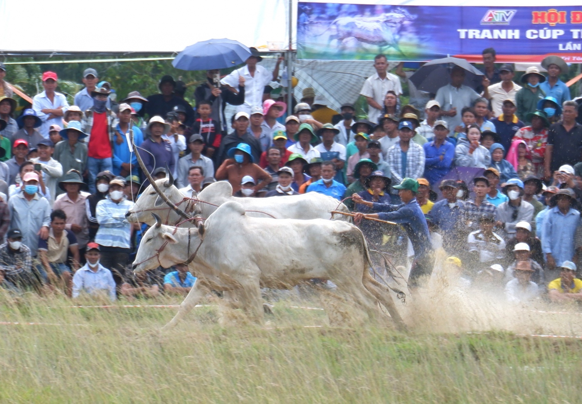An Giang: Quyết liệt, kịch tính Hội đua bò Bảy Núi lần thứ 30