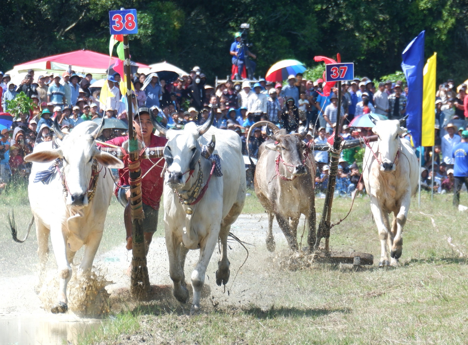 An Giang: Quyết liệt, kịch tính Hội đua bò Bảy Núi lần thứ 30