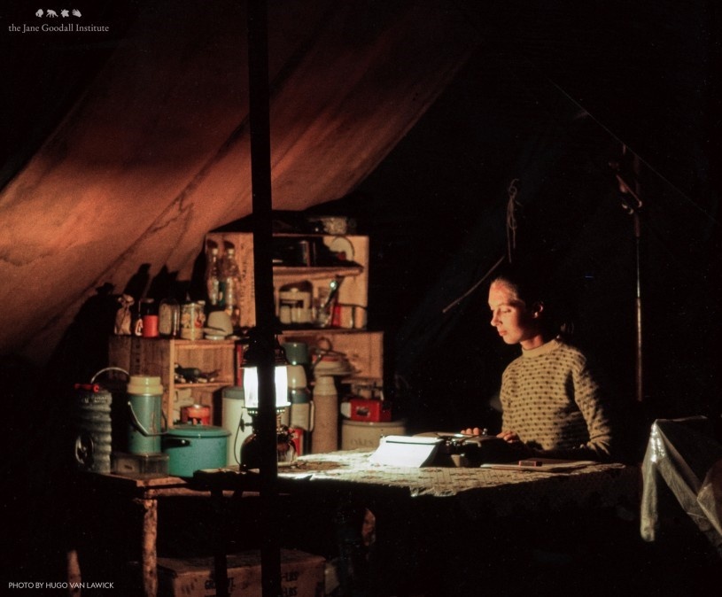 Jane Goodall – Nhà linh trưởng học khơi dậy lòng trắc ẩn với môi trường Jane Goodall – Nhà linh trưởng học khơi dậy lòng trắc ẩn với môi trường