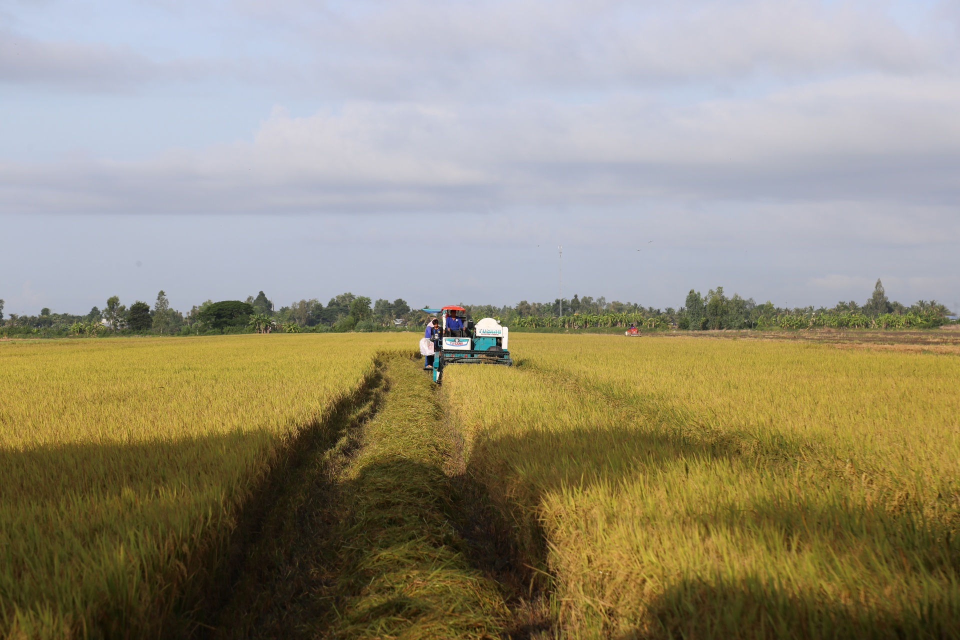Đề án 1 triệu hecta và mục tiêu sản xuất xanh ở ĐBSCL Đề án 1 triệu hecta và mục tiêu sản xuất xanh ở ĐBSCL
