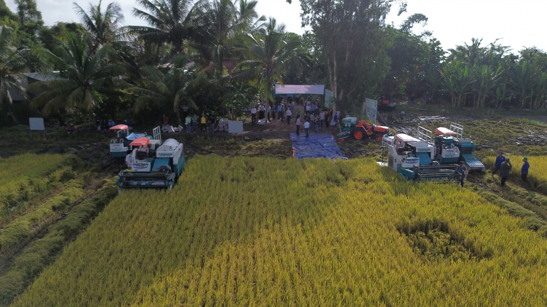 Đề án 1 triệu hecta và mục tiêu sản xuất xanh ở ĐBSCL Đề án 1 triệu hecta và mục tiêu sản xuất xanh ở ĐBSCL