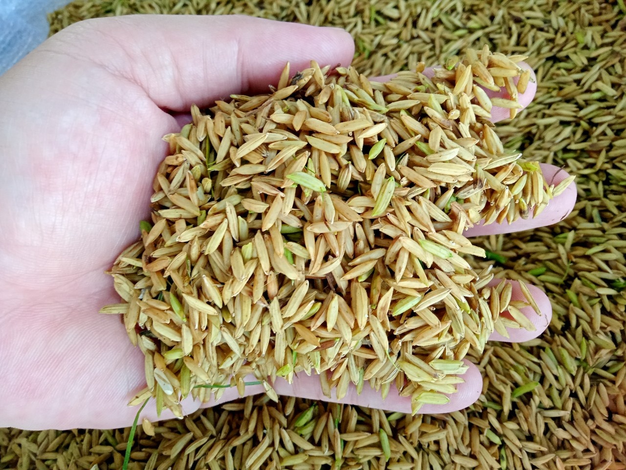 Đề án 1 triệu hecta và mục tiêu sản xuất xanh ở ĐBSCL Đề án 1 triệu hecta và mục tiêu sản xuất xanh ở ĐBSCL