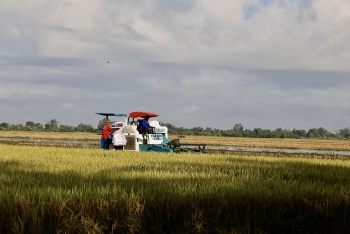 Đề án 1 triệu hecta và mục tiêu sản xuất xanh ở ĐBSCL