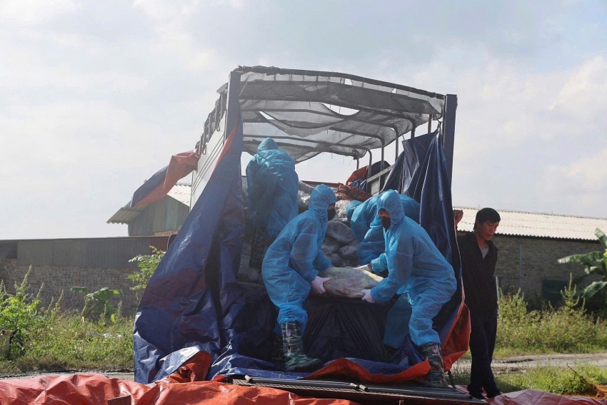 Phú Thọ: Kịp thời phát hiện, ngăn chặn gần 38 tấn thịt lợn nhiễm bệnh tuồn ra thị trường Phú Thọ: Kịp thời phát hiện, ngăn chặn gần 38 tấn thịt lợn nhiễm bệnh tuồn ra thị trường