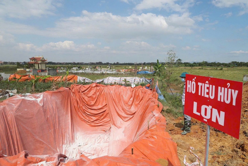 Phú Thọ: Kịp thời phát hiện, ngăn chặn gần 38 tấn thịt lợn nhiễm bệnh tuồn ra thị trường Phú Thọ: Kịp thời phát hiện, ngăn chặn gần 38 tấn thịt lợn nhiễm bệnh tuồn ra thị trường