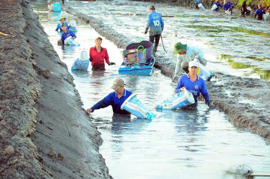 Đổi mới sáng tạo là “chìa khóa” mở rộng giá trị ngành tôm Việt Nam