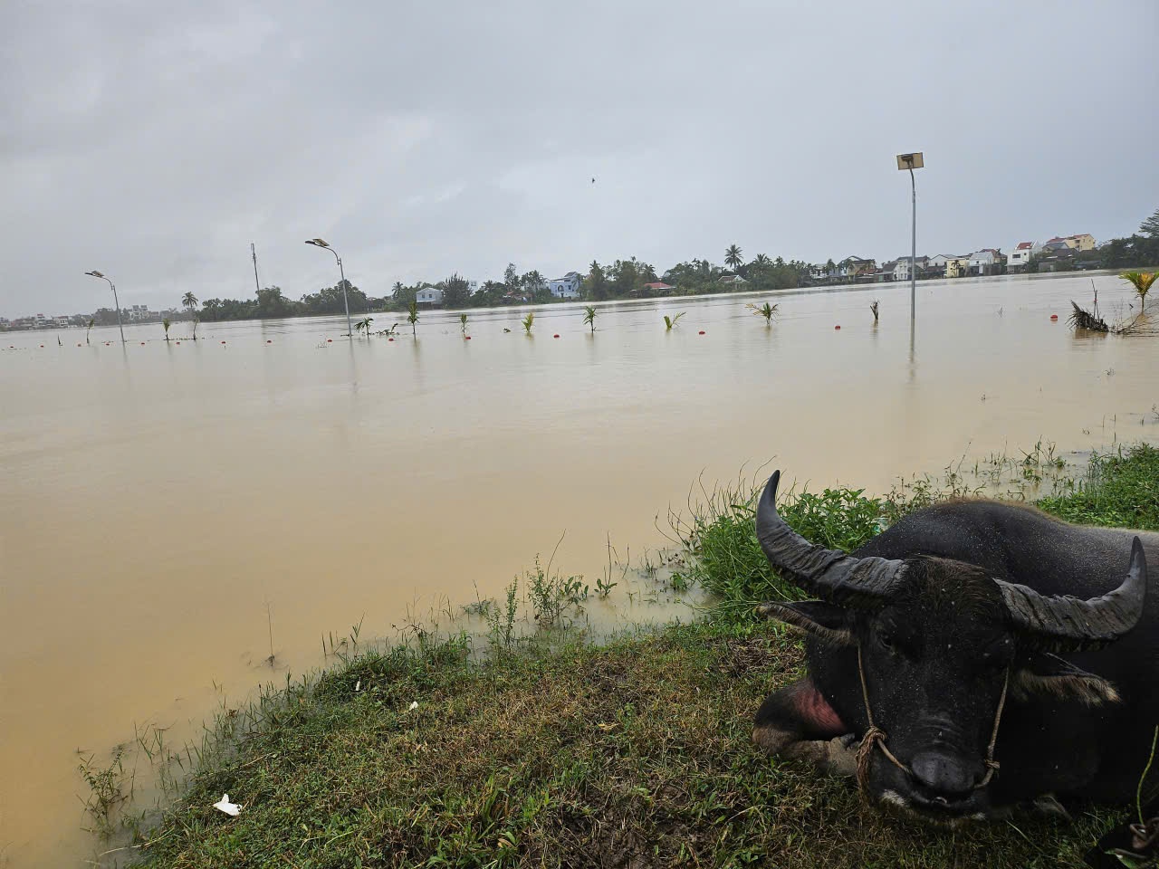    Từ tối 2/11 đến sáng nay, trên địa bàn TP. Đà Nẵng tiếp tục có mưa to, gây ngập trở lại ở một số địa phương - Ảnh: VGP