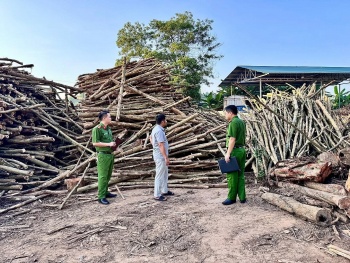 Tuyên Quang: Tăng cường kiểm tra, xử lý trong lĩnh vực Lâm nghiệp - Bảo vệ môi trường