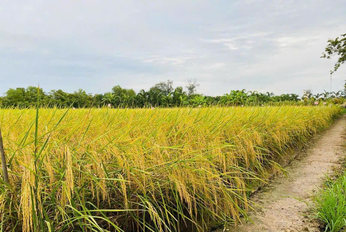 Gạo ST25 tiếp tục được vinh danh “Gạo ngon nhất thế giới