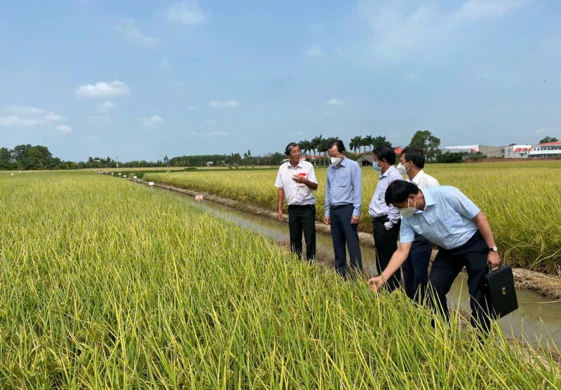 Gạo ST25 tiếp tục được vinh danh “Gạo ngon nhất thế giới