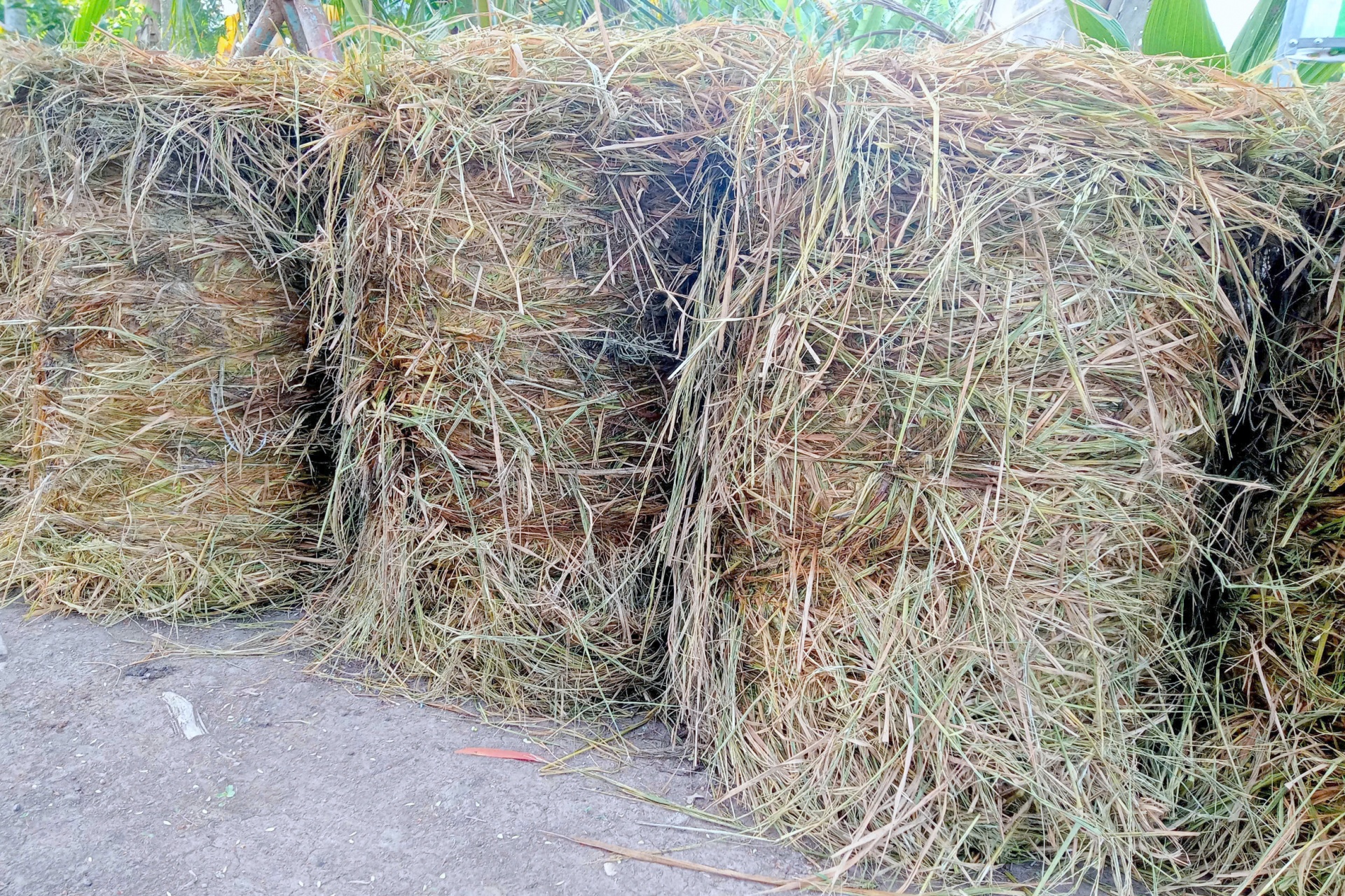 Nông dân miền Tây thôi đốt rơm rạ