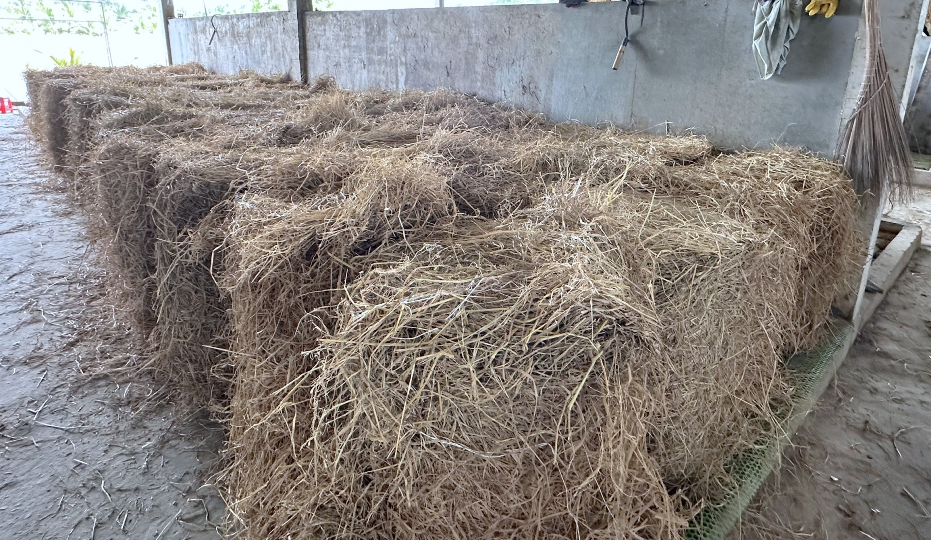 Nông dân miền Tây thôi đốt rơm rạ