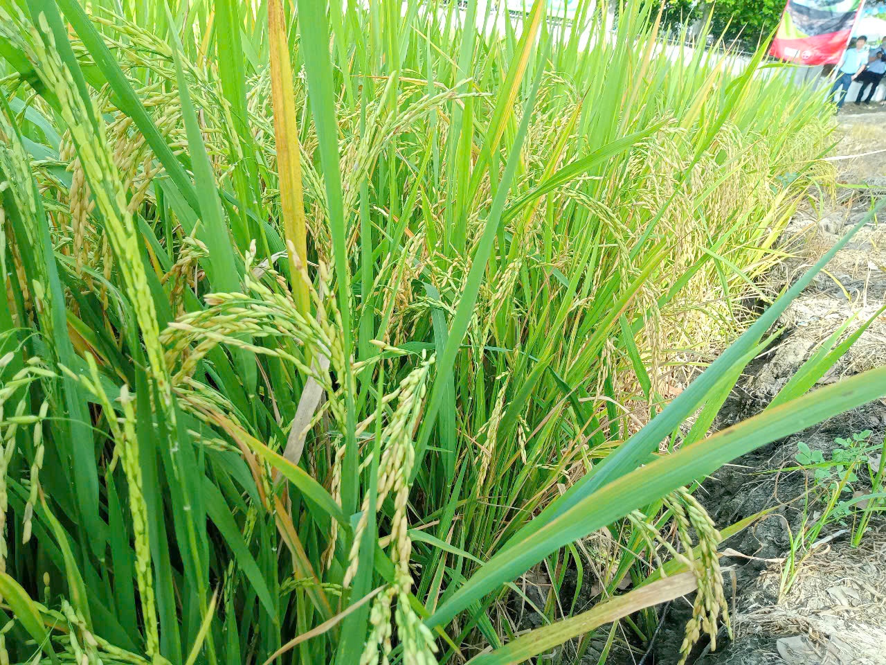 Nông dân miền Tây thôi đốt rơm rạ