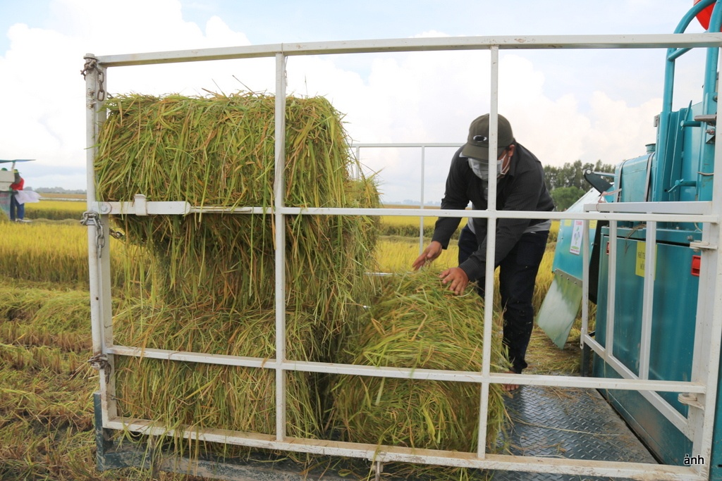 Nông dân miền Tây thôi đốt rơm rạ