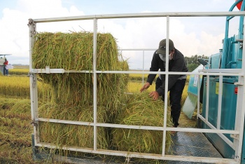 nong dan mien tay thoi dot rom ra