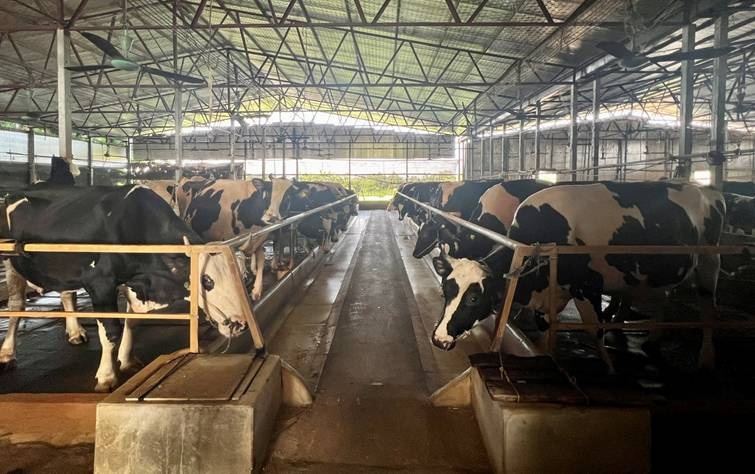 Trang trại chăn nuôi bò sữa trên địa bàn tỉnh Trang trại chăn nuôi bò sữa trên địa bàn tỉnh