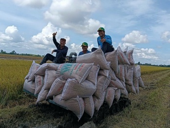 Đề án 1 triệu hecta lúa chất lượng cao tạo bước ngoặt trong tư duy làm nông