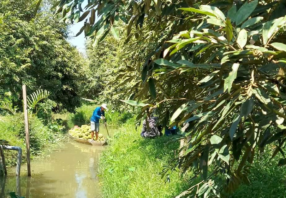 Hành trình làm giàu bền vững từ trái sầu riêng ở Cần Thơ Hành trình làm giàu bền vững từ trái sầu riêng ở Cần Thơ