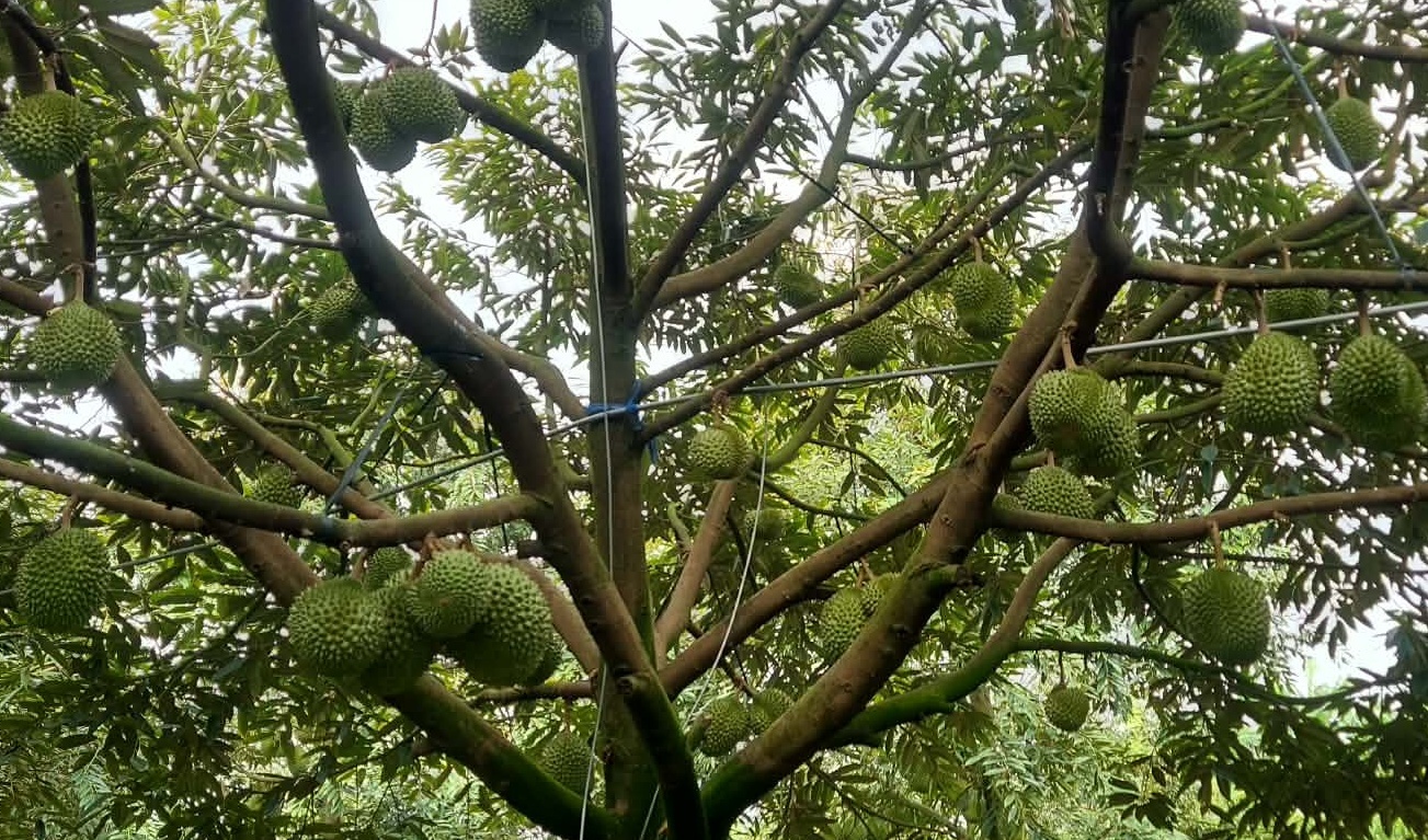 Hành trình làm giàu bền vững từ trái sầu riêng ở Cần Thơ Hành trình làm giàu bền vững từ trái sầu riêng ở Cần Thơ