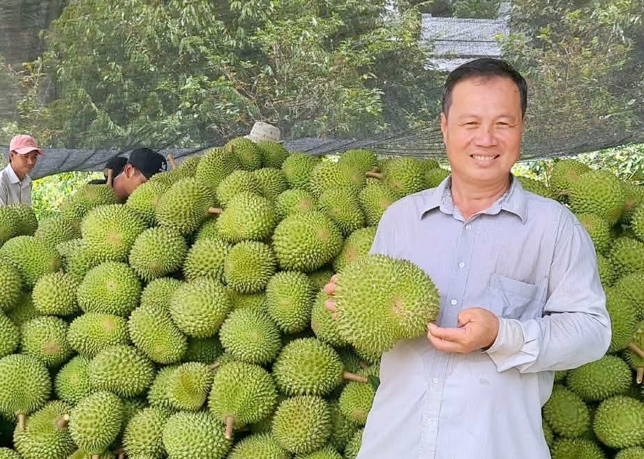 Hành trình làm giàu bền vững từ trái sầu riêng ở Cần Thơ Hành trình làm giàu bền vững từ trái sầu riêng ở Cần Thơ