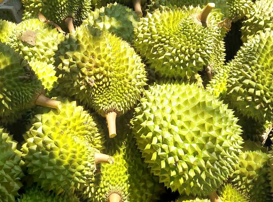 Hành trình làm giàu bền vững từ trái sầu riêng ở Cần Thơ Hành trình làm giàu bền vững từ trái sầu riêng ở Cần Thơ