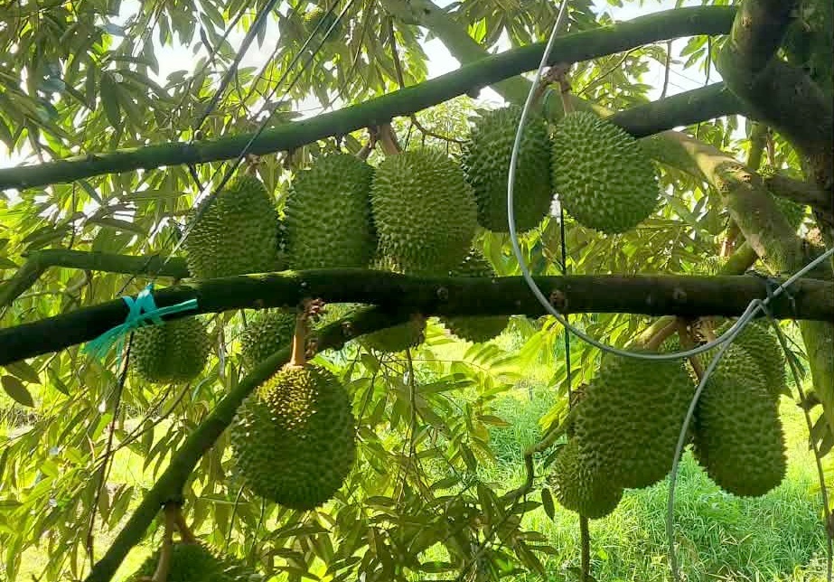 Hành trình làm giàu bền vững từ trái sầu riêng ở Cần Thơ Hành trình làm giàu bền vững từ trái sầu riêng ở Cần Thơ