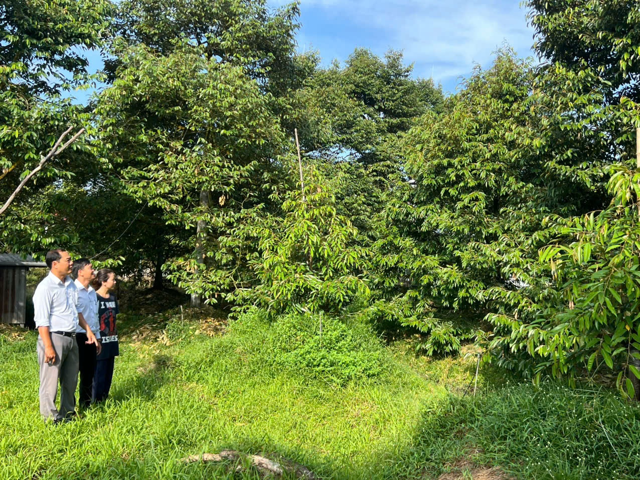 Hành trình làm giàu bền vững từ trái sầu riêng ở Cần Thơ Hành trình làm giàu bền vững từ trái sầu riêng ở Cần Thơ