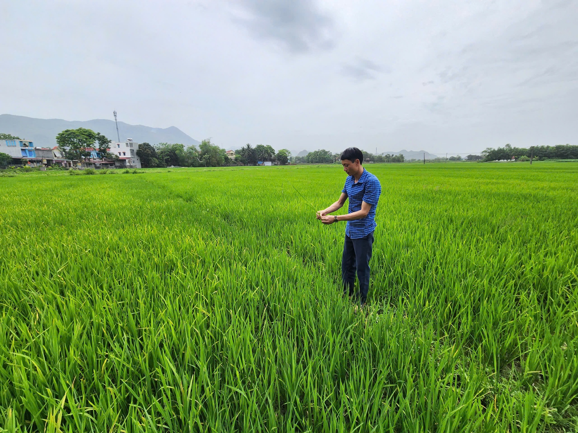 Sẽ hỗ trợ từ 30 - 90 triệu đồng/ha đối với vùng sản xuất lúa đạt chuẩn VietGAP hoặc đạt tiêu chuẩn hữu cơ