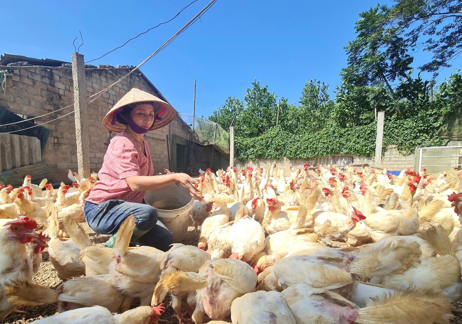 Tuyên Quang chủ động phòng, chống dịch bệnh đàn vật nuôi, góp phần ổn định đời sống nhân dân