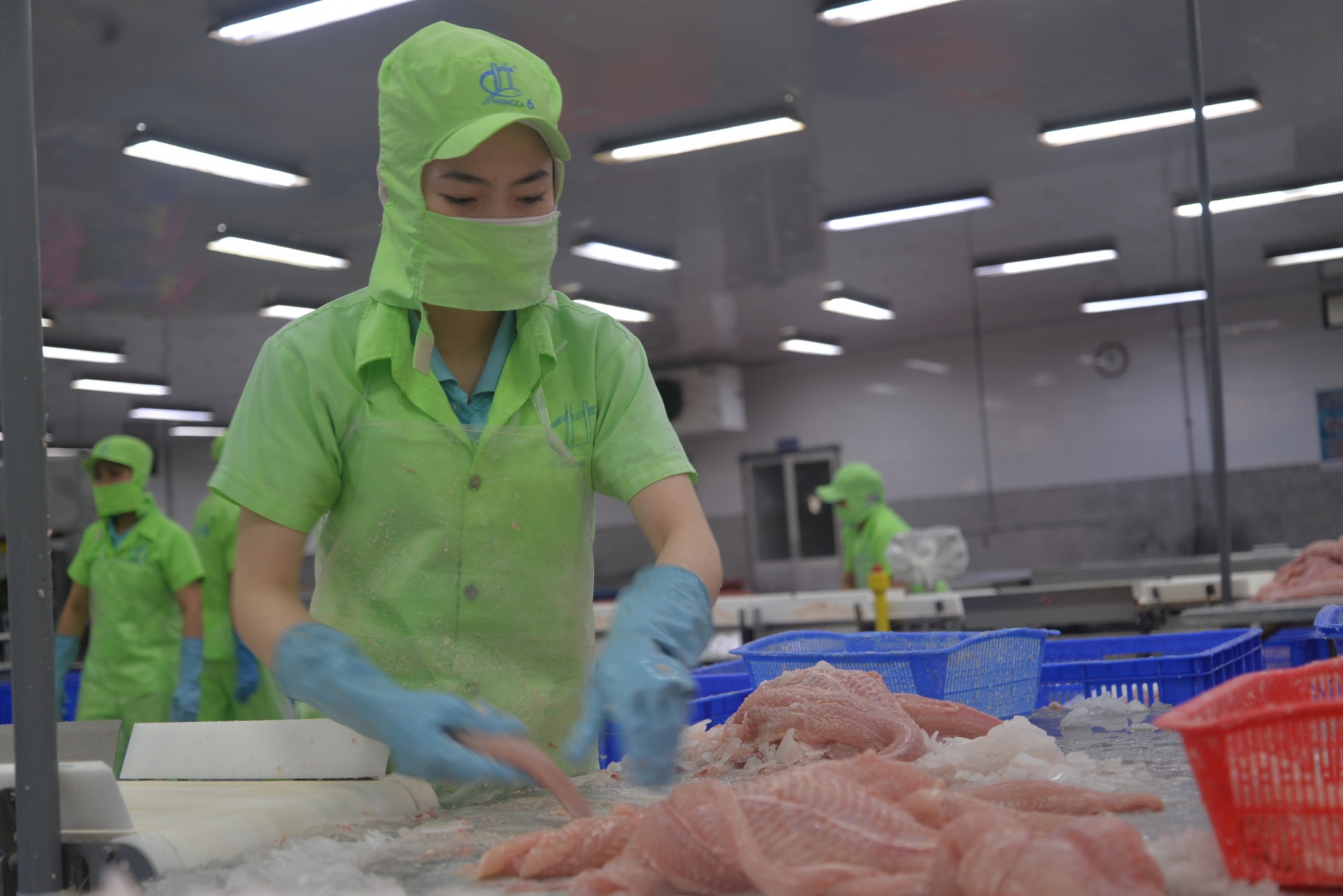 Xuất khẩu cá tra lập kỷ lục, bài toán con giống và bảo vệ môi trường vẫn nóng